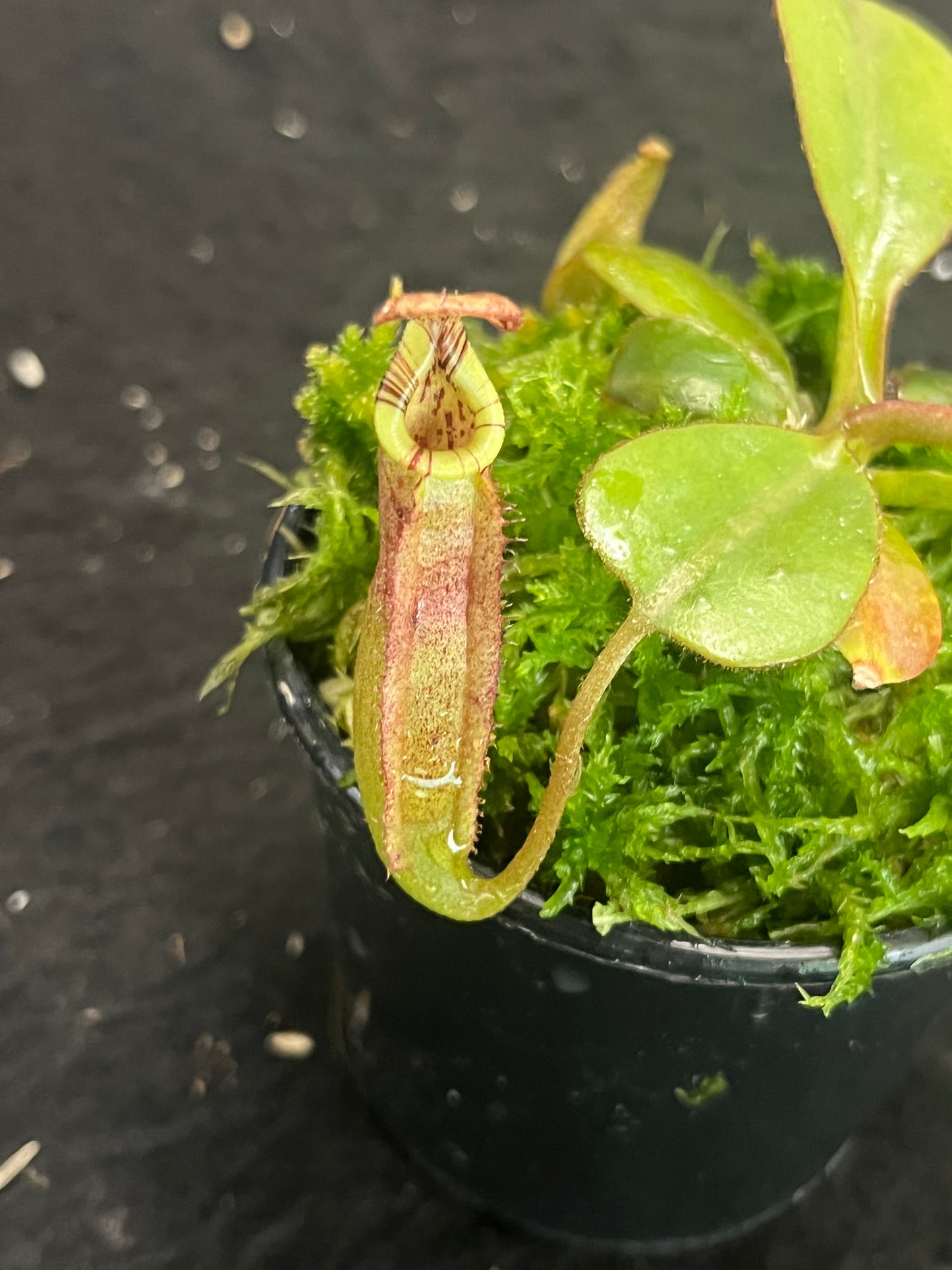 Nepenthes burbidgeae x (veitchii x lowii) BE-3993