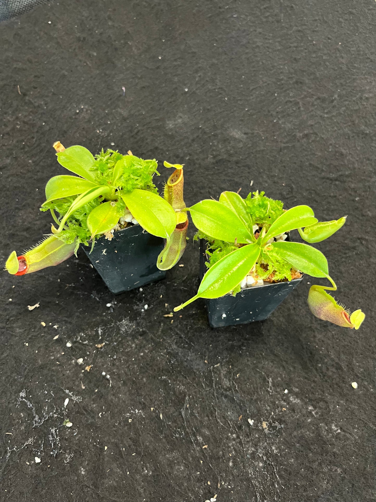 Nepenthes spathulata