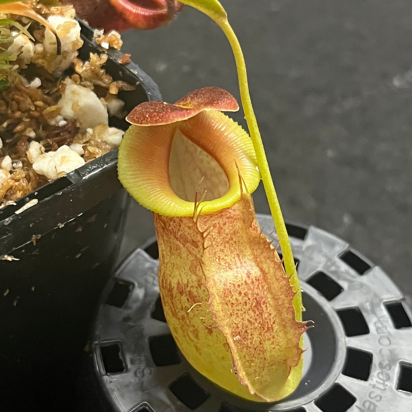 Nepenthes spathulata x tenuis