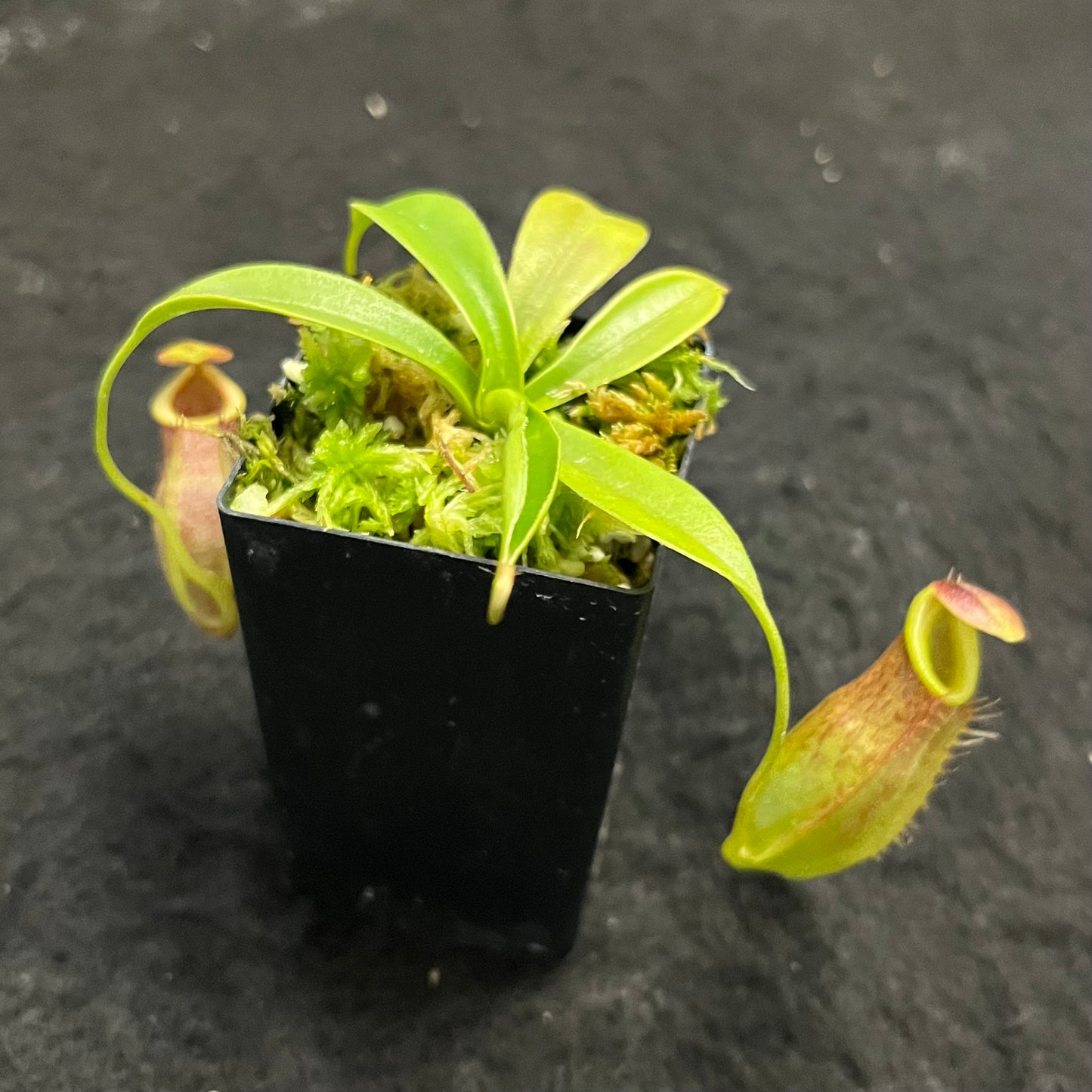 Nepenthes spathulata x tenuis