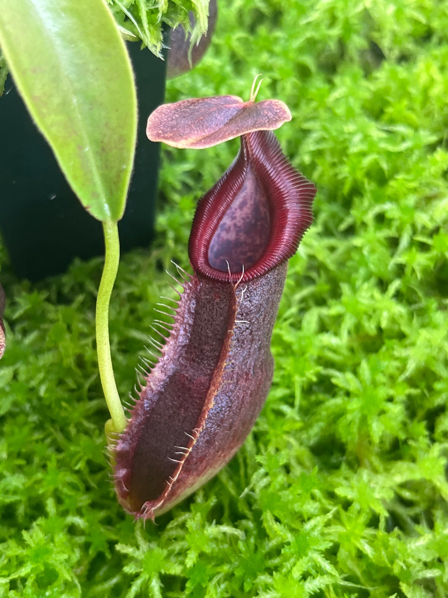 Nepenthes spathulata x singalana BE-4004