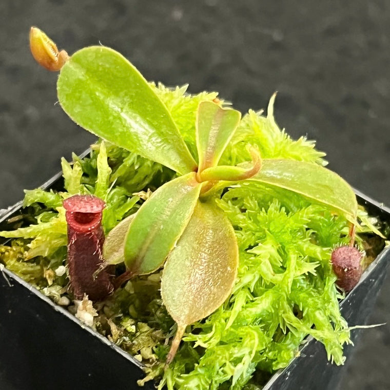 Nepenthes muluensis x lowii BE-3128