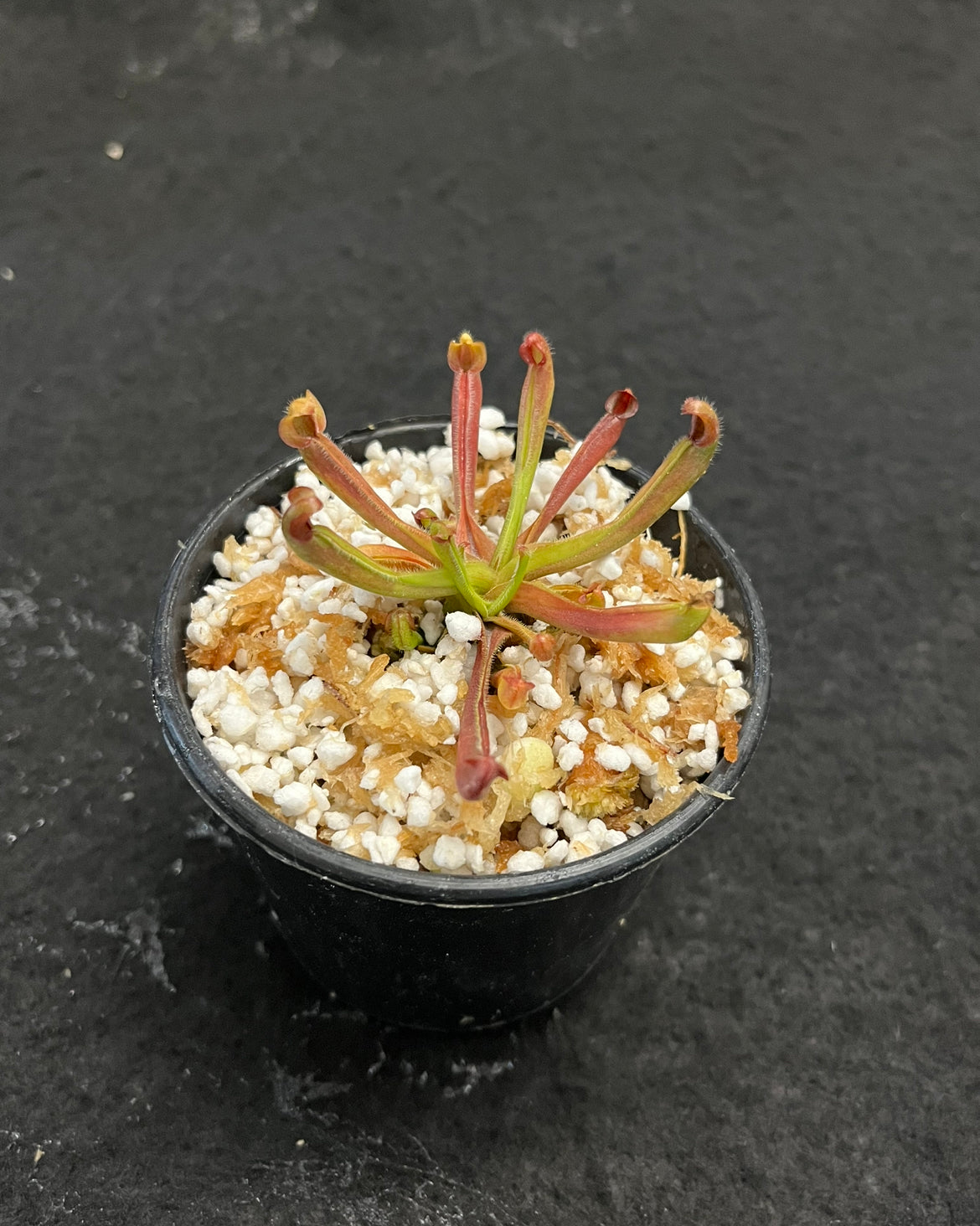 Heliamphora nutans