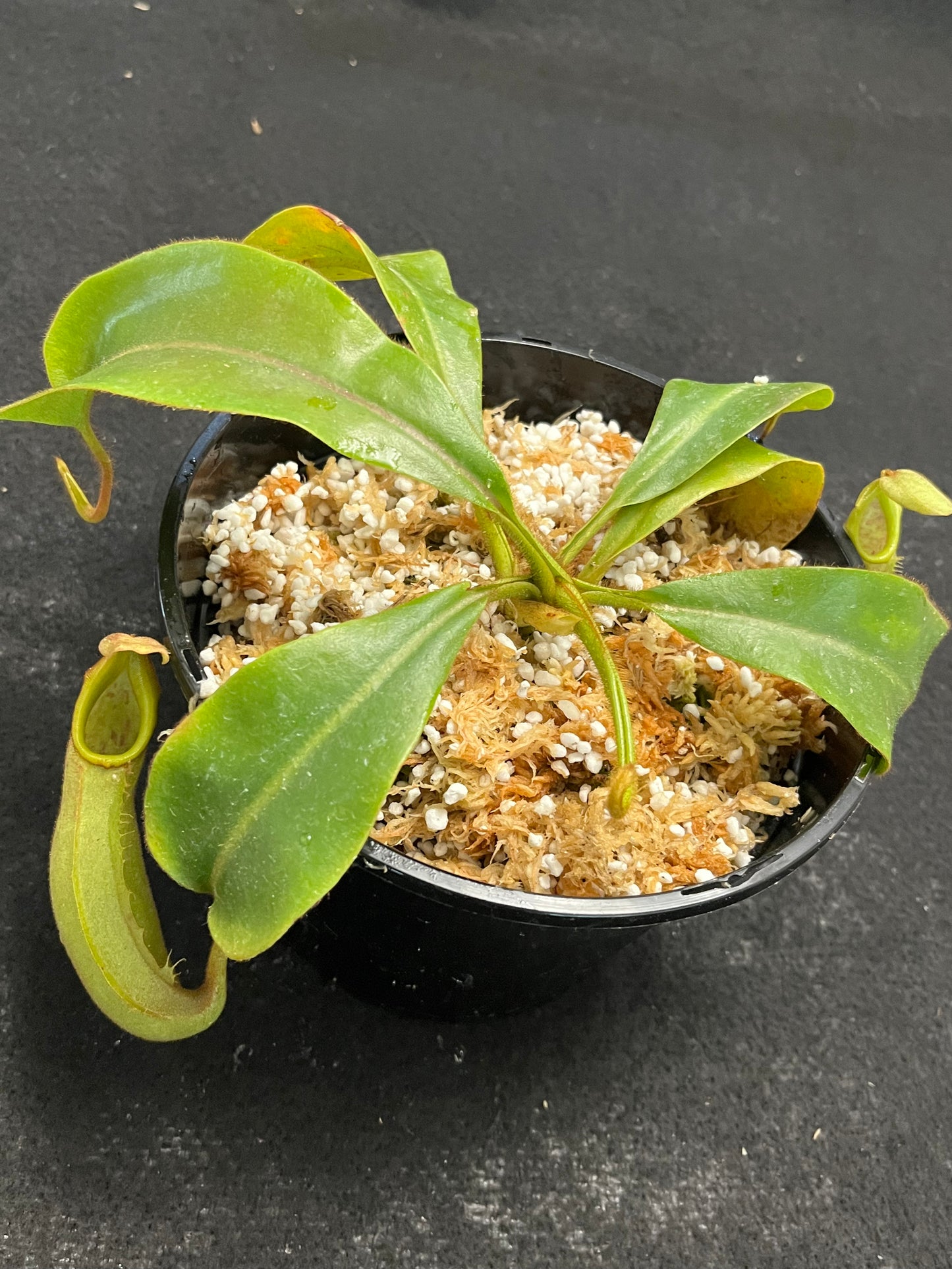 Nepenthes veitchii Bario Gold SG