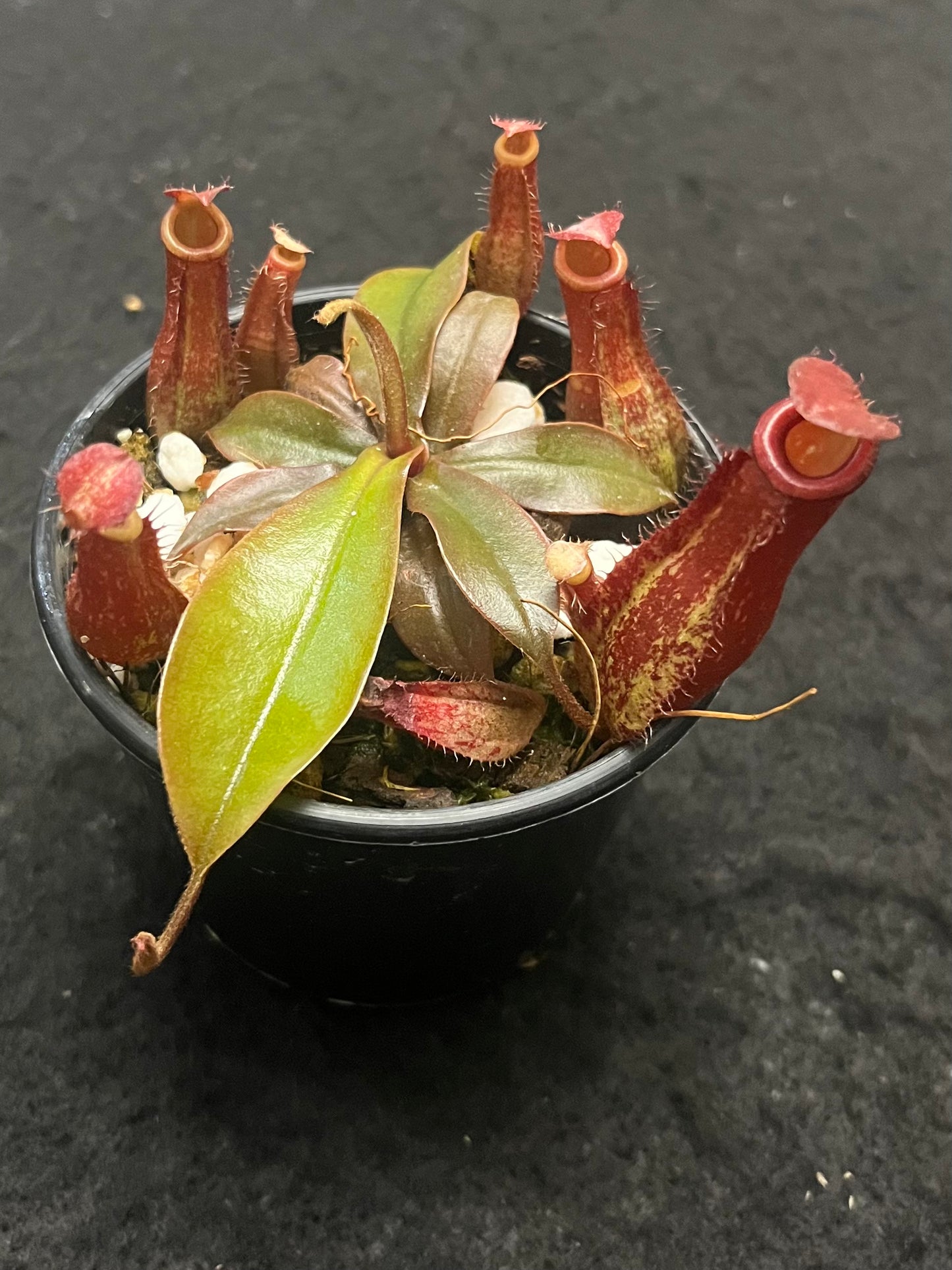 Nepenthes ampullaria x ventricosa "Bloody Mary”