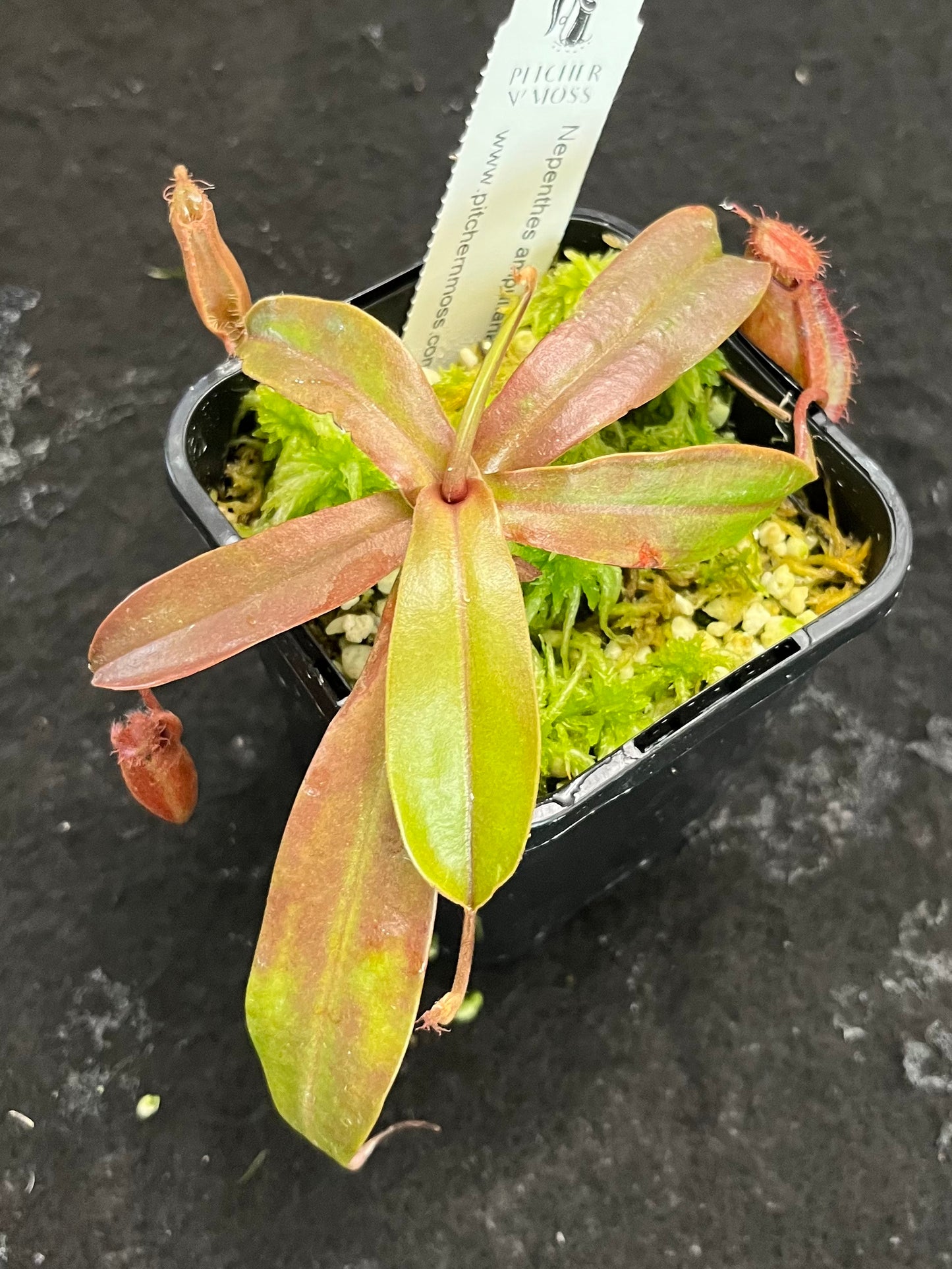 Nepenthes ampullaria x hamata