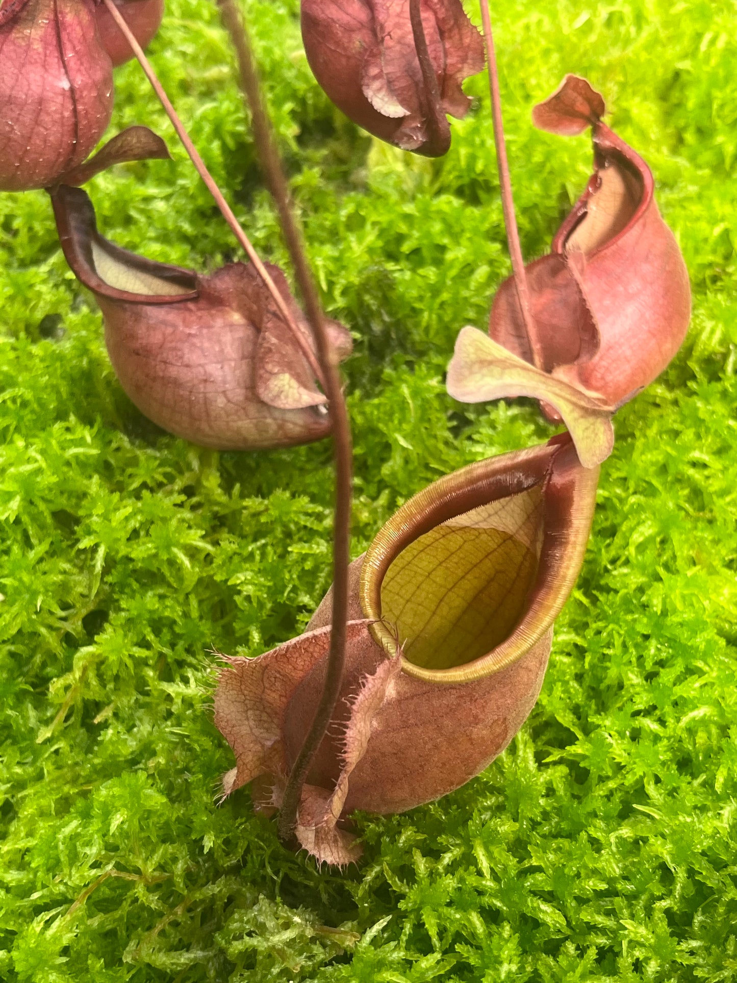 Nepenthes orbiculata