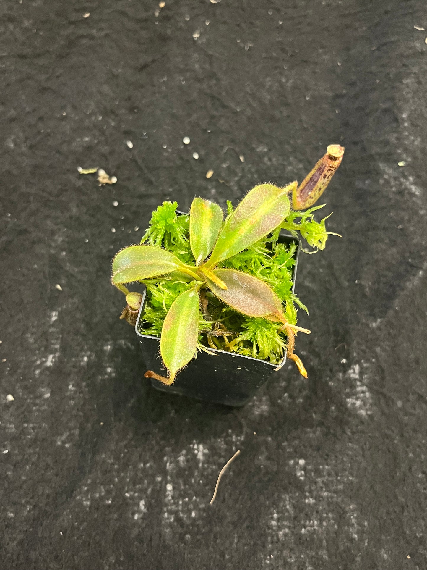 Nepenthes mollis BE-3921