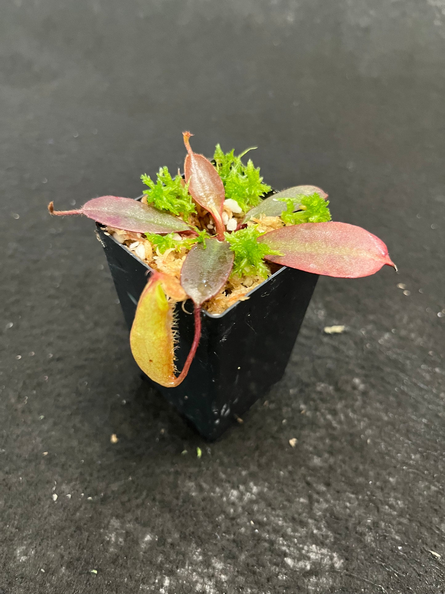 Nepenthes peltata