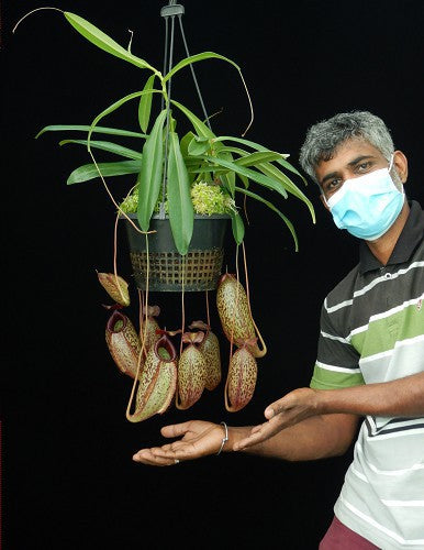 Nepenthes merrilliana x aristolochioides