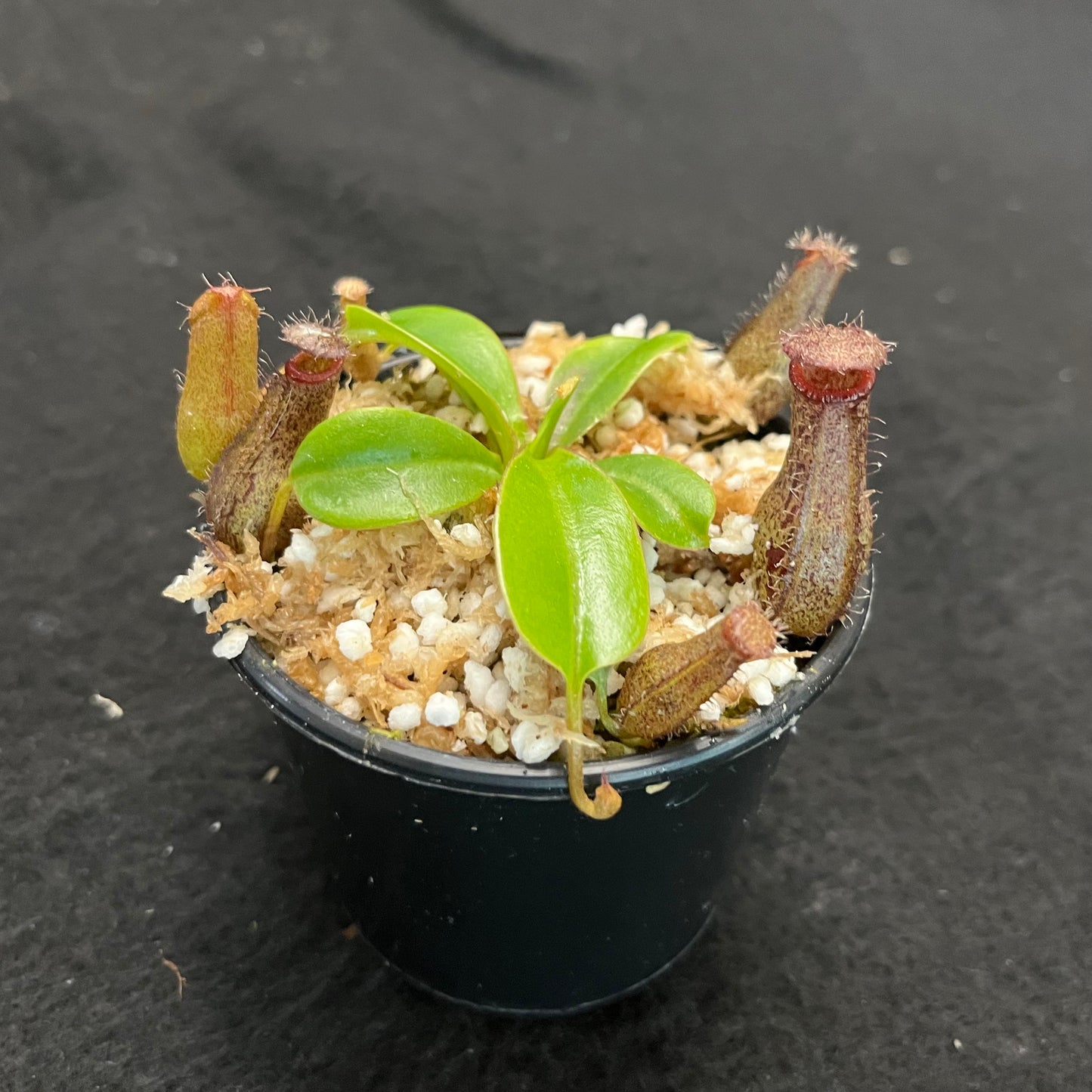 Nepenthes ventricosa x robcantleyi ‘Queen Malani’