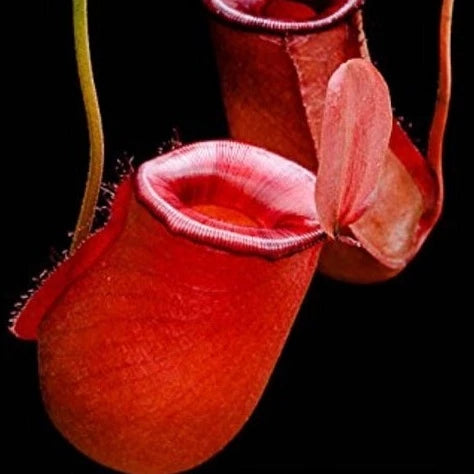 Nepenthes ampullaria x ventricosa "Bloody Mary”