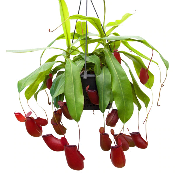 Nepenthes ampullaria x ventricosa "Bloody Mary”