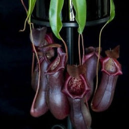 Nepenthes singalana x ventricosa 'Bill Bailey'