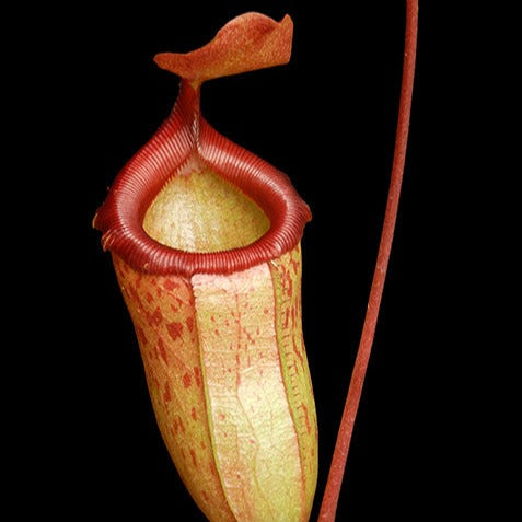 Nepenthes ventricosa x mira "Binky"